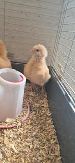 3 orpington kuikens, Dieren en Toebehoren, Pluimvee, Geslacht onbekend, Kip