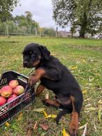 Rottweiler pups, Dieren en Toebehoren, Honden | Niet-rashonden, 15 weken tot 1 jaar, CDV (hondenziekte), Meerdere, Meerdere dieren