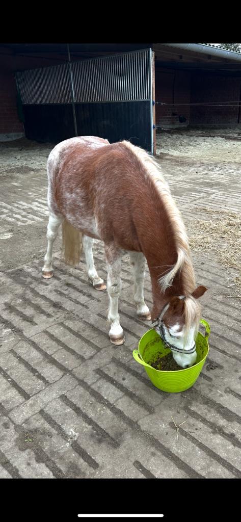 Verzorger gezocht voor m’n paarden, Dieren en Toebehoren, Paarden en Pony's | Overige Paardenspullen, Zo goed als nieuw, Overige soorten