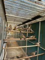 Te koop koppels en losse Kuifduiven, Dieren en Toebehoren, Vogels | Duiven, Meerdere dieren