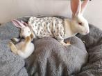 Verschillende Duitse Reus Konijnen te koop, Dieren en Toebehoren, Konijnen, Meerdere dieren, Groot, 0 tot 2 jaar