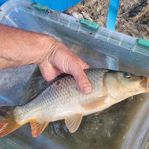 Schub en spiegel karpers Nu ophalen!!, Dieren en Toebehoren, Vissen | Vijvervissen, Overige soorten