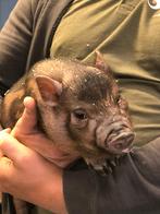 Minivarkens | Jonge biggen in verschillende kleuren, Dieren en Toebehoren, Meerdere dieren, Varken, 0 tot 2 jaar