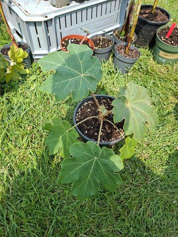   Tetrapanax papyrifera Rijstpapierplant beschikbaar voor biedingen