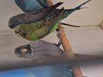 Te koop bfbw mannen 2025, Dieren en Toebehoren, Vogels | Parkieten en Papegaaien, Mannelijk, Parkiet