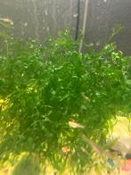 Mos, Ophalen, Plant(en), Steen of Hout