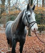 Hele gave koudbloed-ruin, Dieren en Toebehoren, Paarden, Ruin