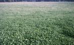 💥Hooi kuil gras op stam in Markelo [ 1 Ha. ] 2e snede 💥, Ophalen, Vee