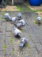 Postduif, Dieren en Toebehoren, Pluimvee, Mannelijk, Kip