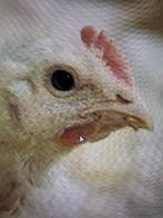 Gezocht 100 Poule de bresse kuikens en/of 300 broedeieren., Dieren en Toebehoren, Pluimvee, Geslacht onbekend, Kip