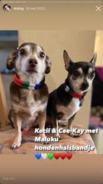 Maluku hondenhalsband voor uw kleine hond, Dieren en Toebehoren, Ophalen of Verzenden