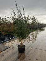 Rode Meidoorn Meerstammig, Ophalen of Verzenden, Lente, Volle zon, Overige soorten