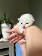 Lieve kittens te koop!, Dieren en Toebehoren, Katten en Kittens | Raskatten | Korthaar, Geslacht onbekend, Ontwormd, 0 tot 2 jaar