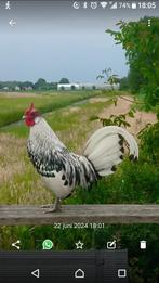 zilver zwart geloverde Hollandse Hoenkriel haan, Dieren en Toebehoren, Mannelijk, Kip