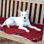 AIN: Canela, Dieren en Toebehoren, Honden | Niet-rashonden, Rabiës (hondsdolheid), Handelaar, 1 tot 2 jaar, Buitenland