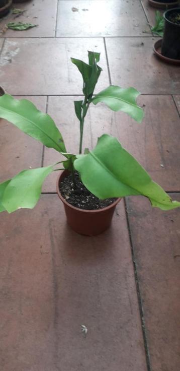 Epiphyllum Queen of the Night beschikbaar voor biedingen