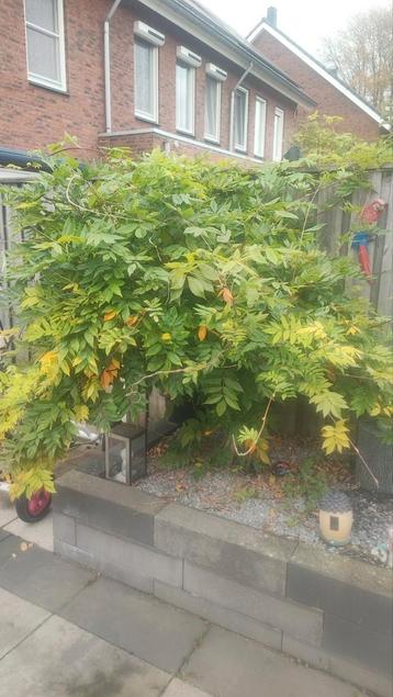 Prachtige Wisteria Umbrella (witte)te koop! beschikbaar voor biedingen