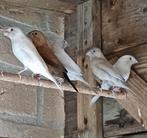 Zilverbekjes, 4 stuks, Dieren en Toebehoren, Vogels | Overige Vogels, Geslacht onbekend, Tropenvogel