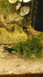 Blauw garnalen, een kind hand vol mos gratis, Dieren en Toebehoren, Vissen | Aquariumvissen, Kreeft, Krab of Garnaal