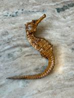 Zeepaardje, Verzamelen, Mineralen en Fossielen, Ophalen of Verzenden