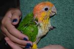 Roestkop en Zwartkop-caique`s/papegaaien., Geslacht onbekend, Papegaai, Geringd