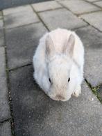 Lief vrouwtjes konijn 8 weken oud, Dieren en Toebehoren, Vrouwelijk