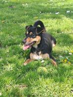 Lief, leergierig en op zoek naar rust!, Dieren en Toebehoren, Honden | Jack Russells en Terriërs, Rabiës (hondsdolheid), Jack Russell Terriër