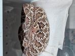 Crotalus scutulatus ( mojave ratelslang ), Dieren en Toebehoren, Reptielen en Amfibieën, Slang