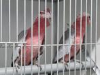 Jong koppel rose kaketoes, Meerdere dieren, Papegaai, Geringd