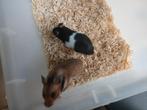 Goudhamster mannen 2 stuks, Dieren en Toebehoren, Knaagdieren, Juni, Mannelijk, Hamster
