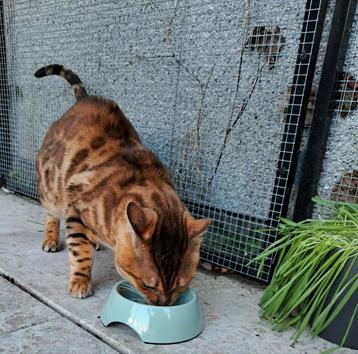 Bengaal Dekkater is beschikbaar voor dekkingen. beschikbaar voor biedingen