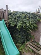 Klimop gratis op te halen, Tuin en Terras, Planten | Struiken en Hagen, Ophalen, Overige soorten, Haag, 100 tot 250 cm