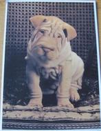 Groot formaat nieuwe ansichtkaart met een shar-pei, Verzenden, 1980 tot heden, Ongelopen, Hond of Kat