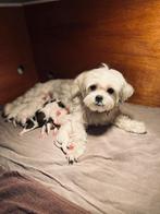 Mooi nesje met prachtige Maltezer/Boomers, Dieren en Toebehoren, Maltezer, 8 tot 15 weken, Meerdere, Meerdere dieren