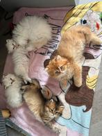 7 Brits Langhaar Kittens, Meerdere dieren, Gechipt