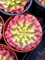 Aeonium sp.'Pink Moonchan', Ophalen of Verzenden, Halfschaduw, Minder dan 100 cm