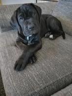 presa canario x cane corso pup, Overige rassen, 8 tot 15 weken, Teef, Meerdere