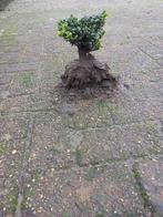 ilex crenata convexa, Ophalen, Bloeit niet, Halfschaduw, Overige soorten