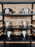 Ramschedel heideschaap diversen schedels met mooie horens, Huis en Inrichting, Woonaccessoires | Wanddecoraties, Nieuw, Ophalen