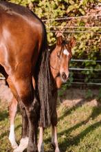 KWPN hengst veulen te koop, Dieren en Toebehoren, Paarden, Springpaard, 0 tot 2 jaar, Hengst, Onbeleerd