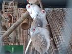 Bonte diamantduif, Meerdere dieren, Tropenvogel, Geringd