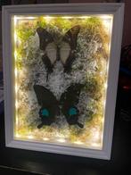 Fotobox met echte vlinders en verlichting, Ophalen of Verzenden, Nieuw