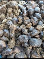 Gratis paardenmest, Ophalen, Mest