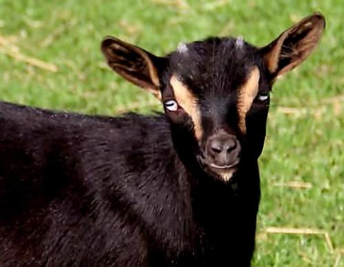 dwergbok GEZOCHT met blauwe oogjes, Dieren en Toebehoren, Schapen, Geiten en Varkens, Geit, Mannelijk, 0 tot 2 jaar