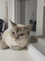 Prachtige Britse korthaar Blue Point poes, Poes