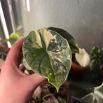 Alocasia melo variegata, Huis en Inrichting, Kamerplanten, Ophalen of Verzenden, Halfschaduw, Minder dan 100 cm