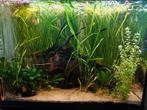 Trofis colisa aquarium, Ophalen, Zo goed als nieuw, Gevuld zoetwateraquarium