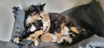 Erg lieve kittens te koop, Dieren en Toebehoren, Katten en Kittens | Overige Katten, Meerdere dieren, Kortharig, 0 tot 2 jaar