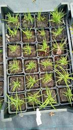 Daglelies - Wilgenroosjes - Andoorns, Vaste plant, Halfschaduw, Zomer, Ophalen