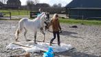 Super knappe en lieve B-pony in prijs gezakt, Dieren en Toebehoren, Pony's, Gechipt, B, Ruin, 7 tot 10 jaar